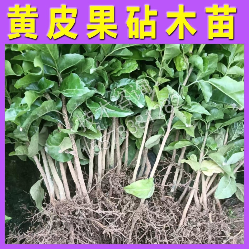 黄皮果苗直生苗嫁接砧木苗原生苗嫁接黄皮砧木苗