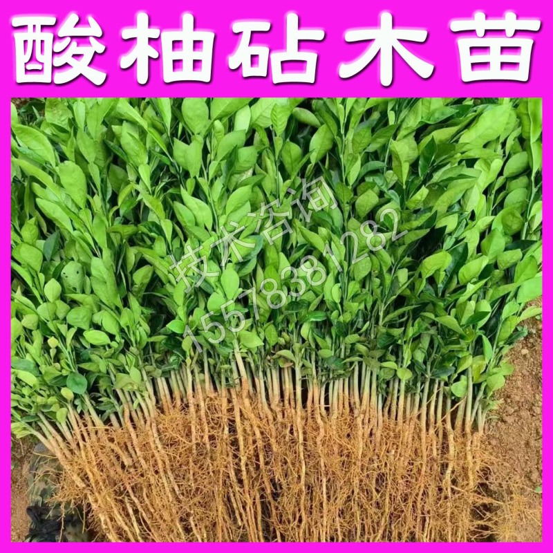 酸柚苗实生苗嫁接柚子砧木苗柚子直生苗原生苗