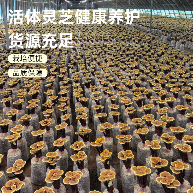 康瑞灵芝菌包仿野生培育食用菌菌种活体灵芝盆栽菌包