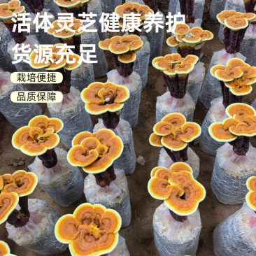 康瑞灵芝菌包仿野生培育食用菌菌种活体灵芝盆栽菌包