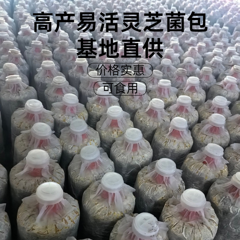 康瑞灵芝菌包仿野生培育食用菌菌种活体灵芝盆栽菌包