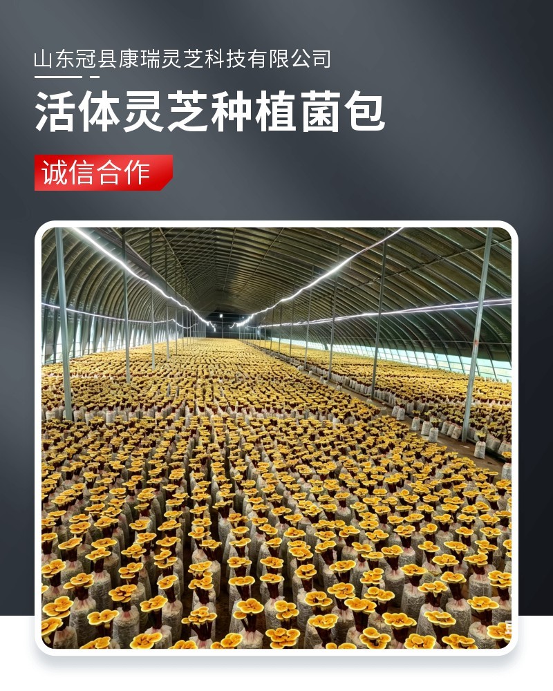 康瑞灵芝菌包仿野生培育食用菌菌种活体灵芝盆栽菌包