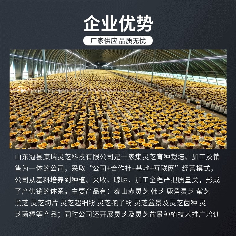 康瑞灵芝菌包仿野生培育食用菌菌种活体灵芝盆栽菌包