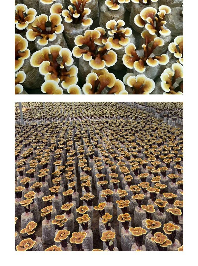 康瑞灵芝菌包仿野生培育食用菌菌种活体灵芝盆栽菌包