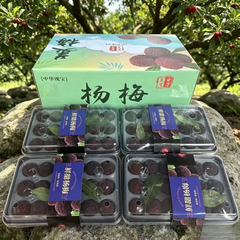 万亩云南杨梅东魁荸荠杨梅社区团购商超电商