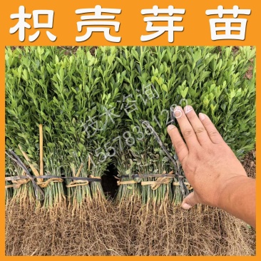 枳壳芽苗枸橘苗枳壳苗