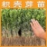 枳壳芽苗枸橘苗枳壳苗