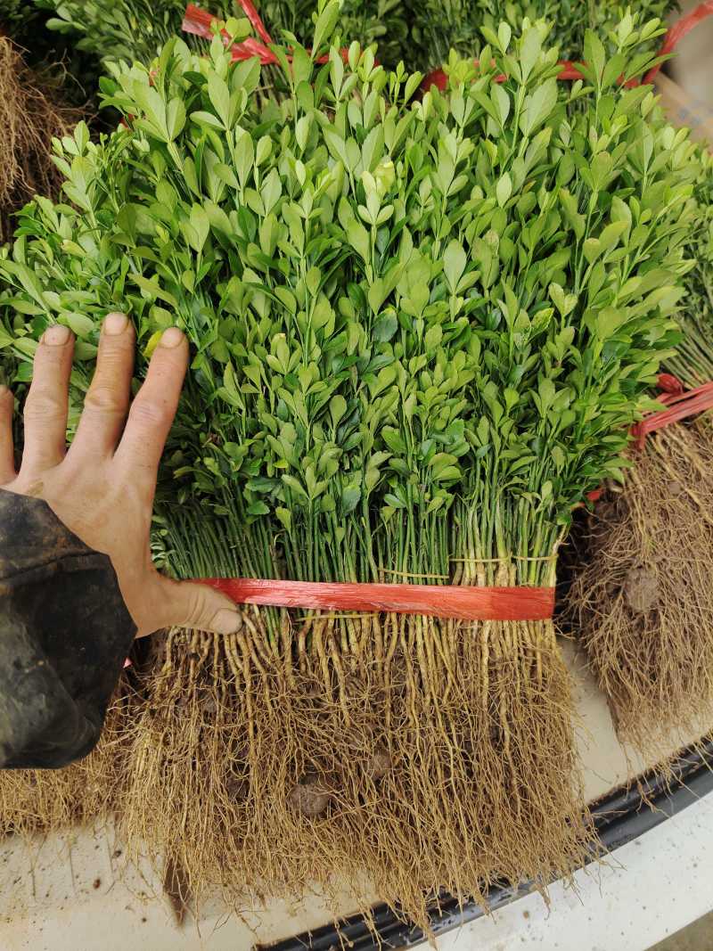 枳壳芽苗枸橘苗枳壳苗