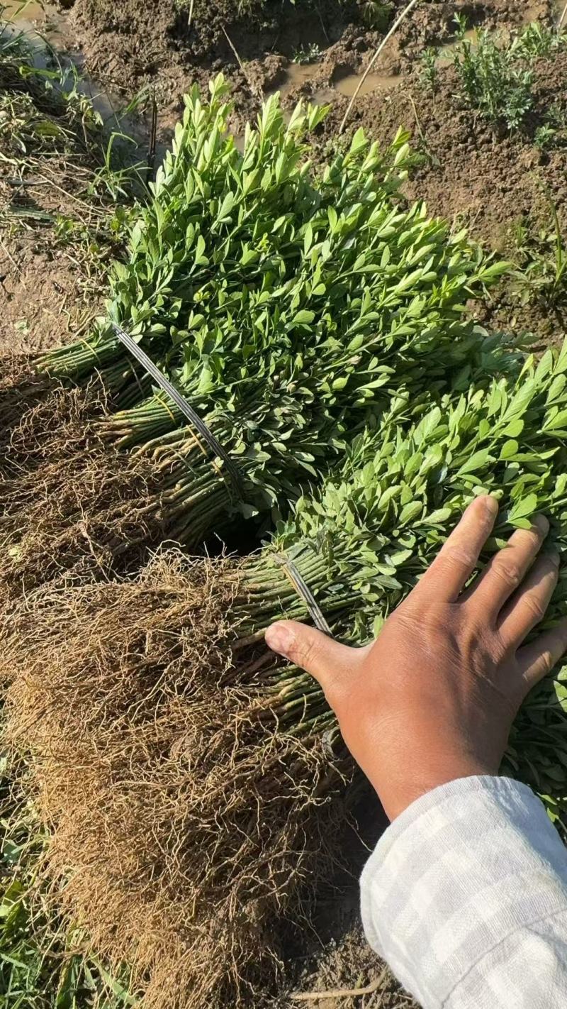 枳壳芽苗枸橘苗枳壳苗