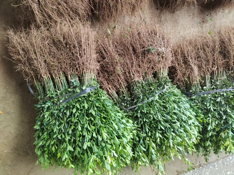 枳壳芽苗枸橘苗枳壳苗