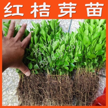 四川红桔苗红橘树苗红桔实生苗红橘砧木苗红桔砧木红橘砧木大