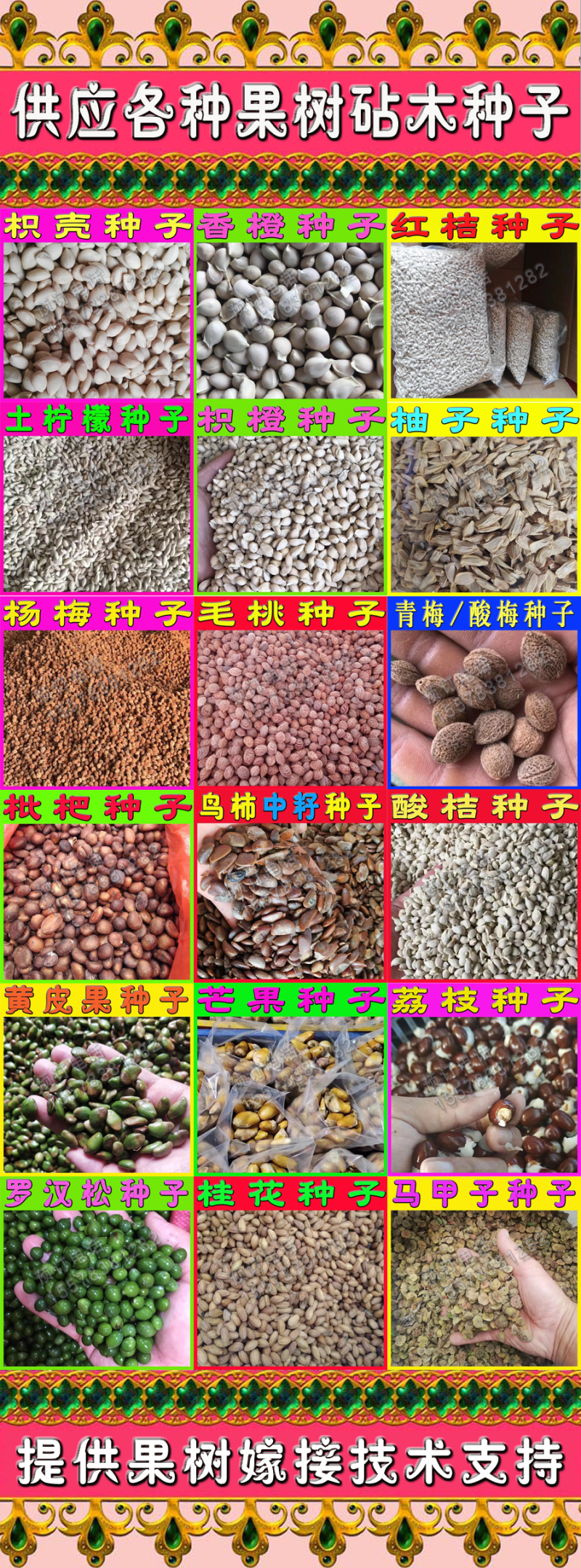 酸柚种子柚子种子土柚子种子嫁接柚子砧木种子