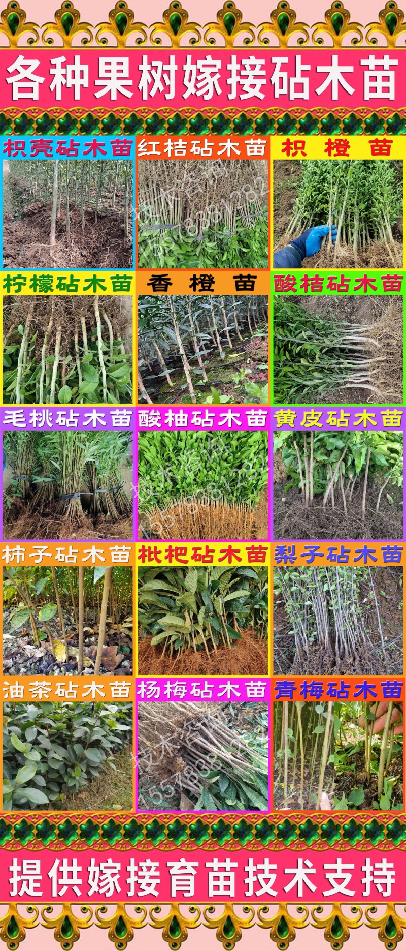 枳橙苗实生苗大叶枳壳苗直生苗嫁接柑橘砧木树苗