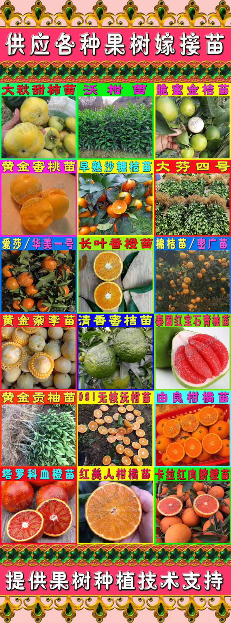 第四代阳朔大叶滑皮金桔苗新品种