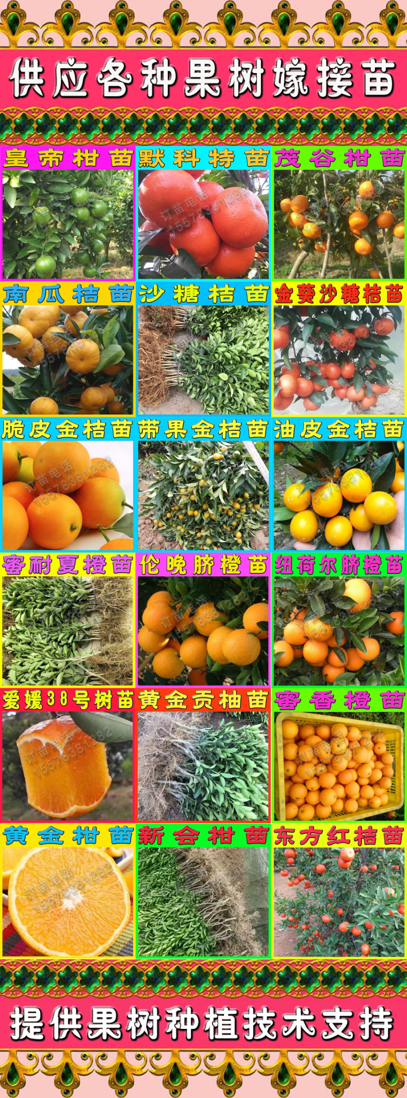 第四代阳朔大叶滑皮金桔苗新品种