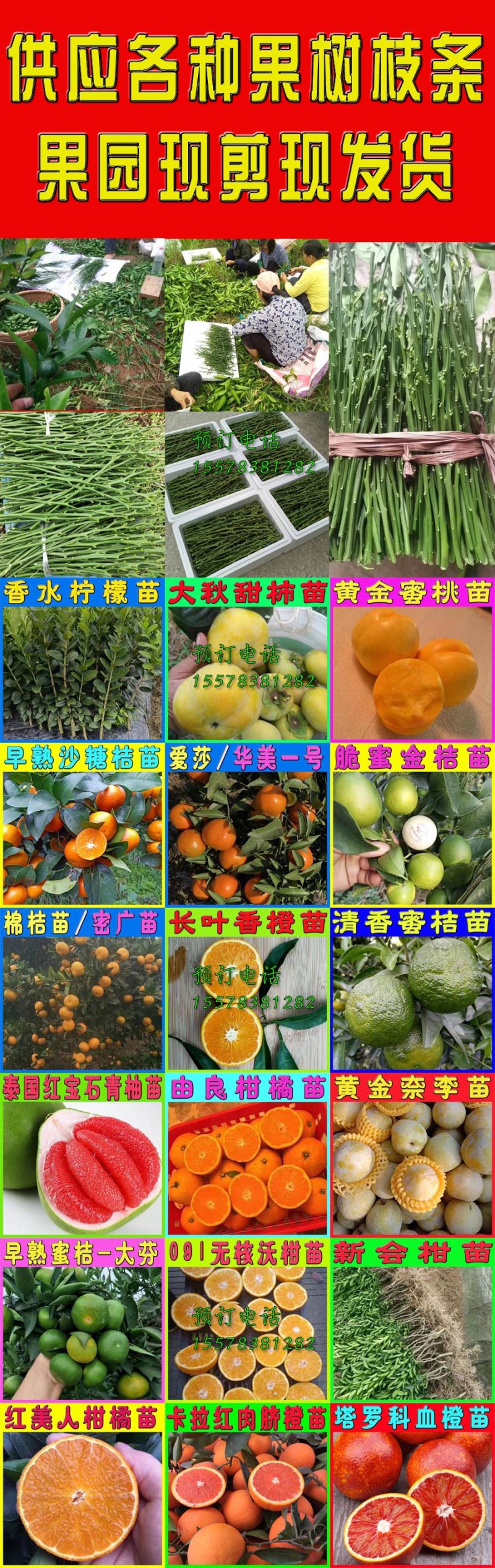 新品种第四代大叶滑皮金桔枝条脆皮金柑接穗品种保证果园现剪