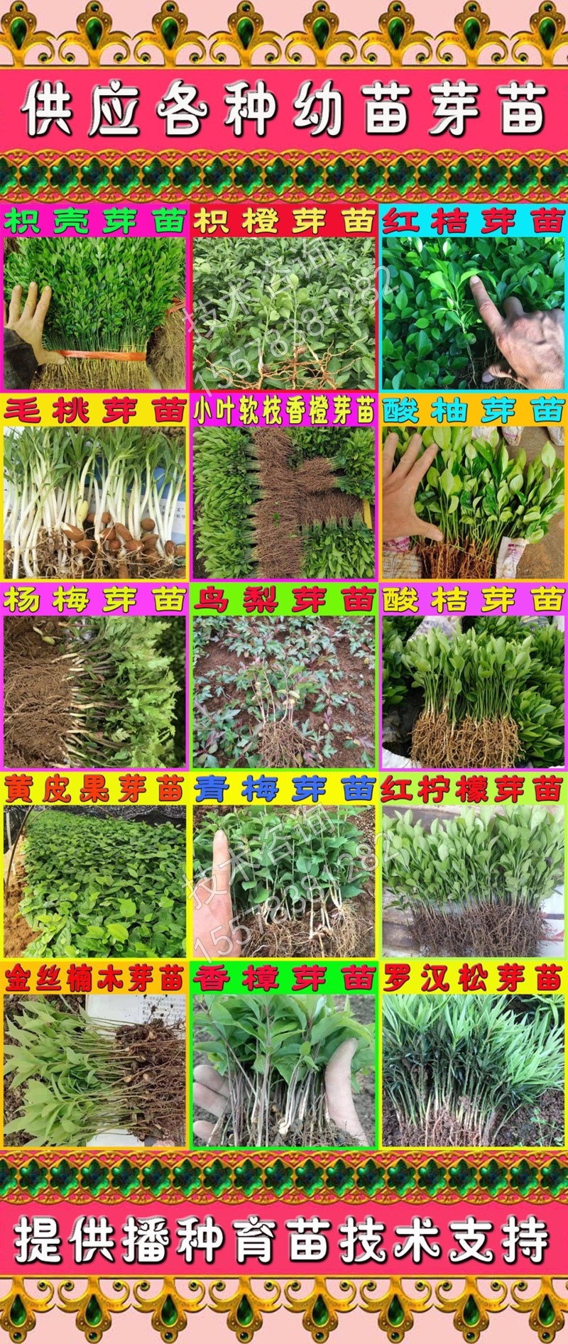 枳壳芽苗枸橘苗枳壳苗