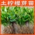 土柠檬树苗直生苗柠檬树树苗土柠檬苗实生苗柠檬苗砧木苗实生