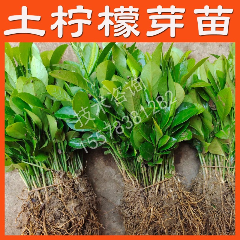 土柠檬树苗直生苗柠檬树树苗土柠檬苗实生苗柠檬苗砧木苗实生