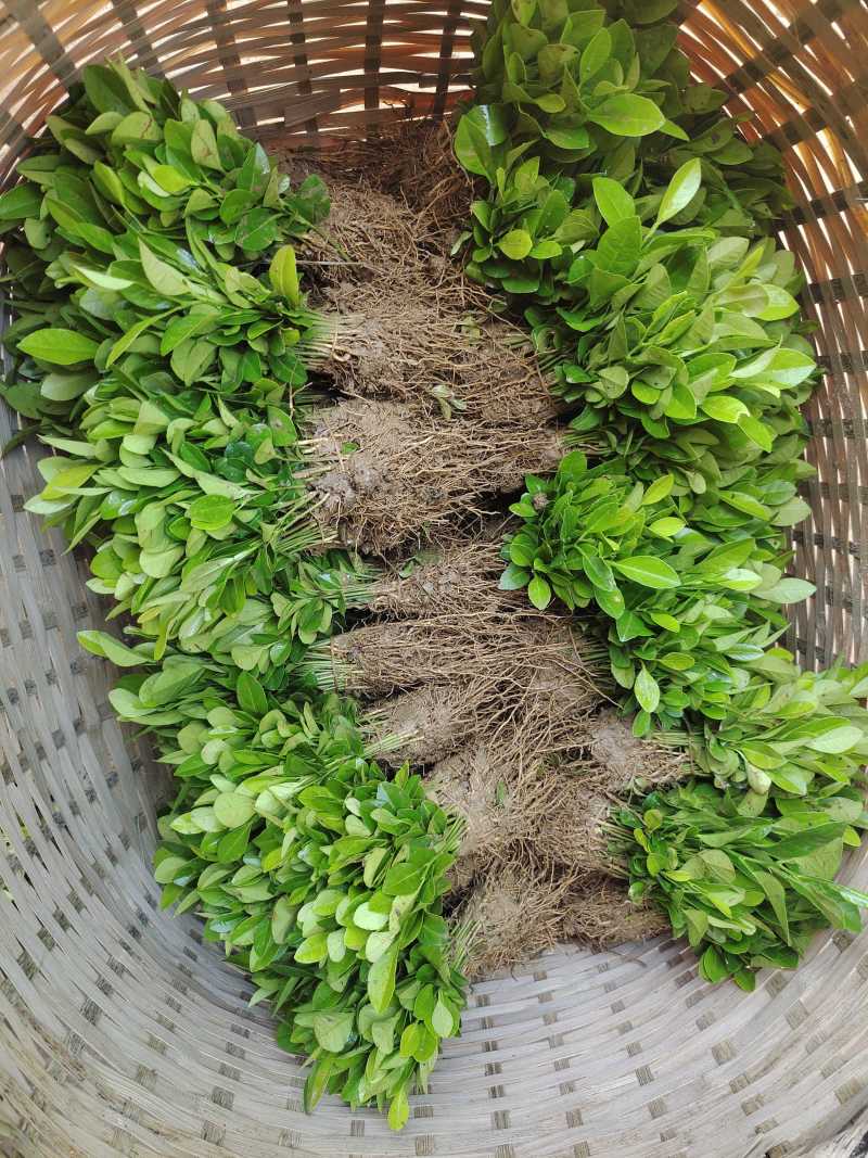 土柠檬树苗直生苗柠檬树树苗土柠檬苗实生苗柠檬苗砧木苗实生