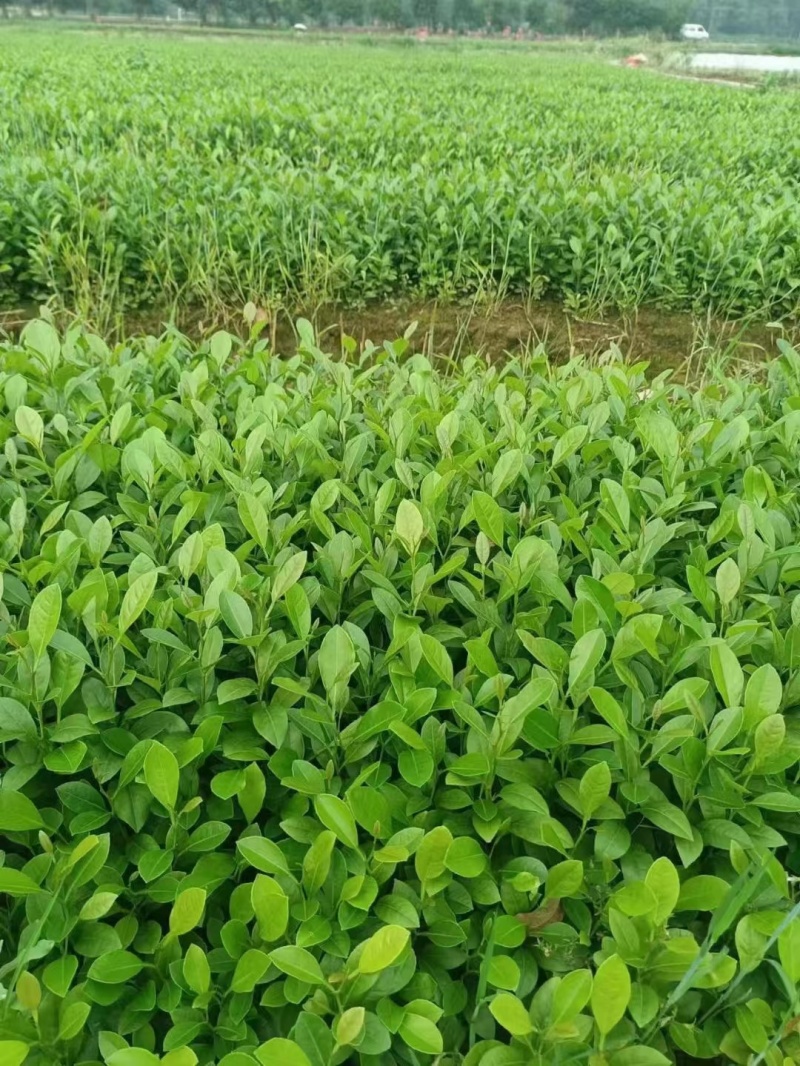 土柠檬树苗直生苗柠檬树树苗土柠檬苗实生苗柠檬苗砧木苗实生