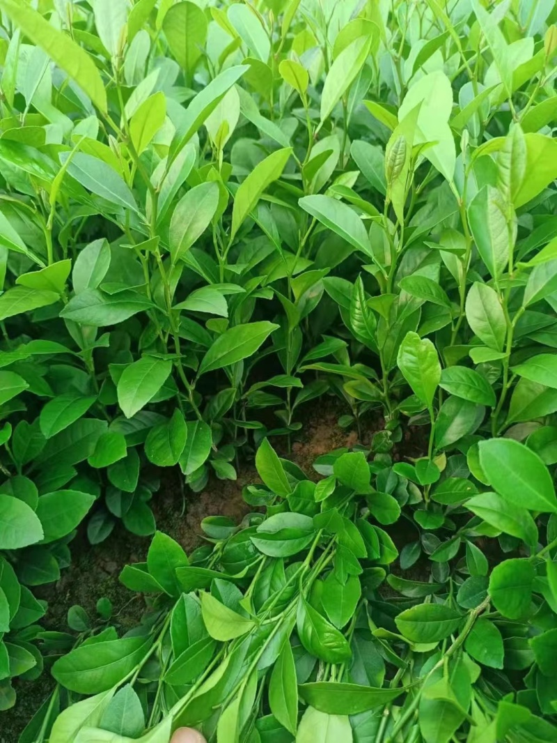 土柠檬树苗直生苗柠檬树树苗土柠檬苗实生苗柠檬苗砧木苗实生