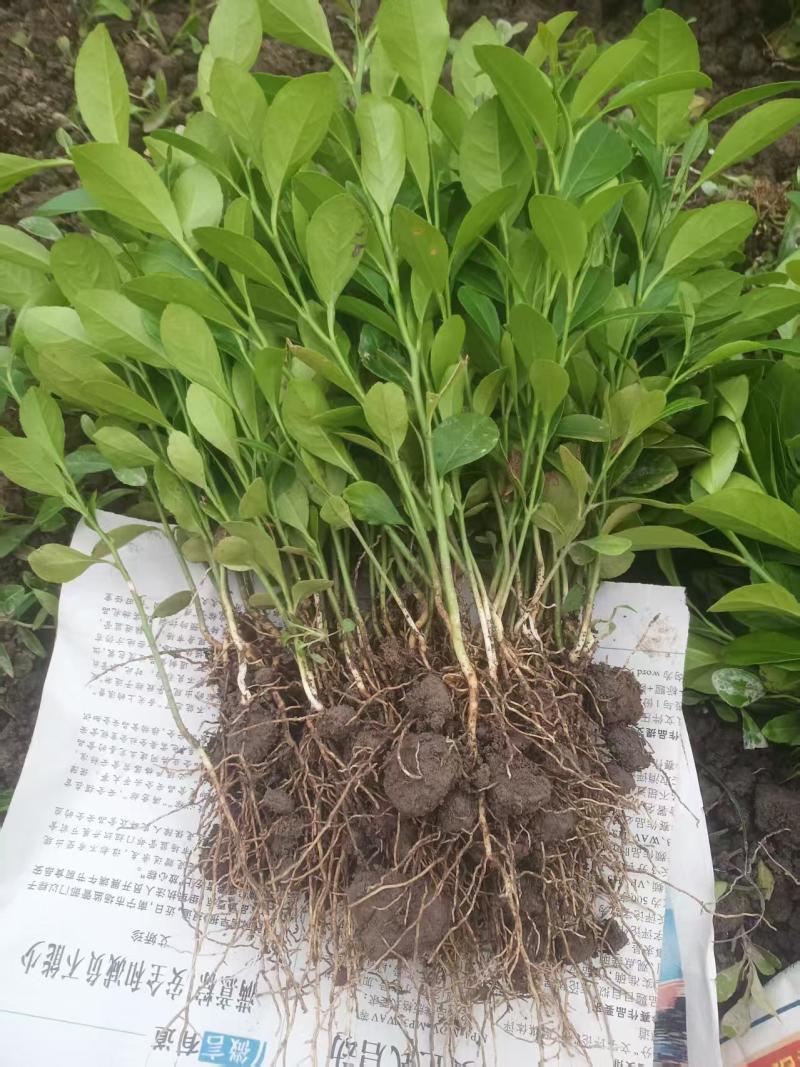 土柠檬树苗直生苗柠檬树树苗土柠檬苗实生苗柠檬苗砧木苗实生