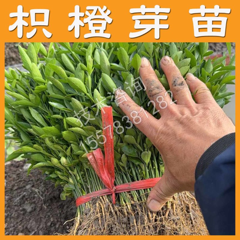 枳橙砧木苗枳橙苗大叶枳壳苗大叶枳壳砧木苗大叶枳壳种子砧木