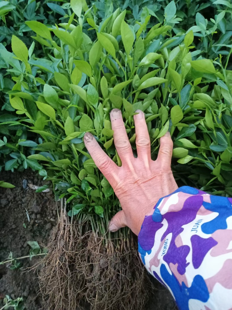 枳橙砧木苗枳橙苗大叶枳壳苗大叶枳壳砧木苗大叶枳壳种子砧木