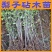 梨树实生苗油茶实生苗鸟柿子苗鸟梨苗柿子苗油茶苗棠梨苗直生