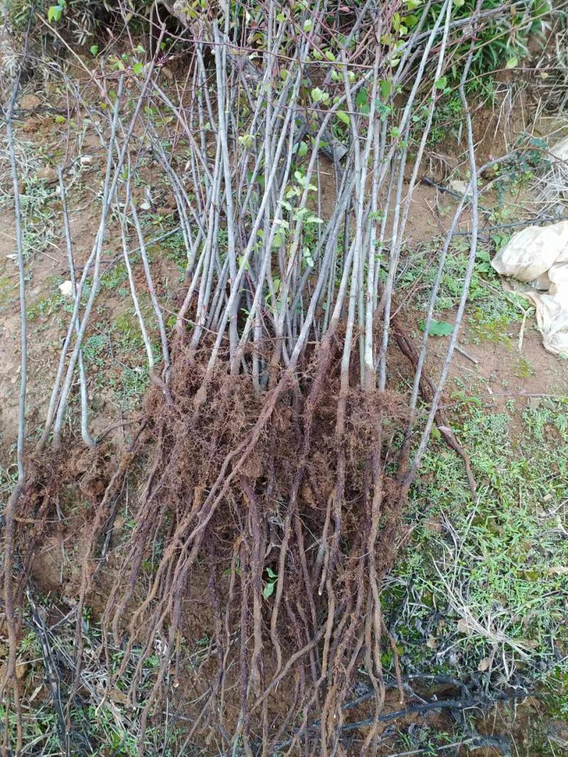 梨树实生苗油茶实生苗鸟柿子苗鸟梨苗柿子苗油茶苗棠梨苗直生