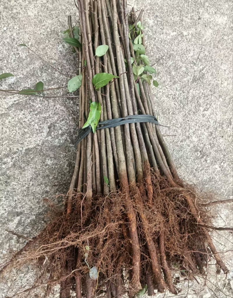 梨树实生苗油茶实生苗鸟柿子苗鸟梨苗柿子苗油茶苗棠梨苗直生
