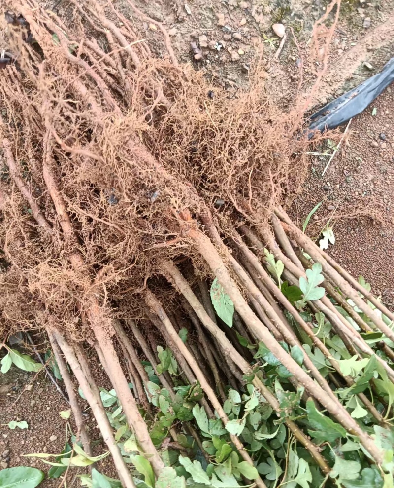 梨树实生苗油茶实生苗鸟柿子苗鸟梨苗柿子苗油茶苗棠梨苗直生