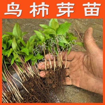 鸟柿子苗实生苗柿子苗柿子砧木苗直生苗柿子砧木野柿子苗鸟柿