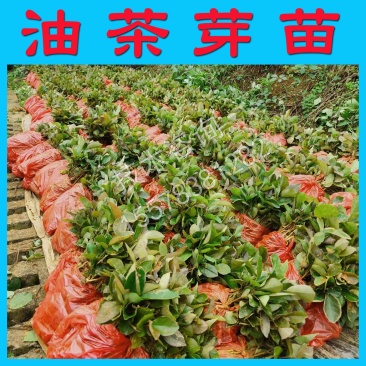油茶树苗嫁接砧木苗直生树苗实生树苗砧木苗嫁接砧木实生苗油