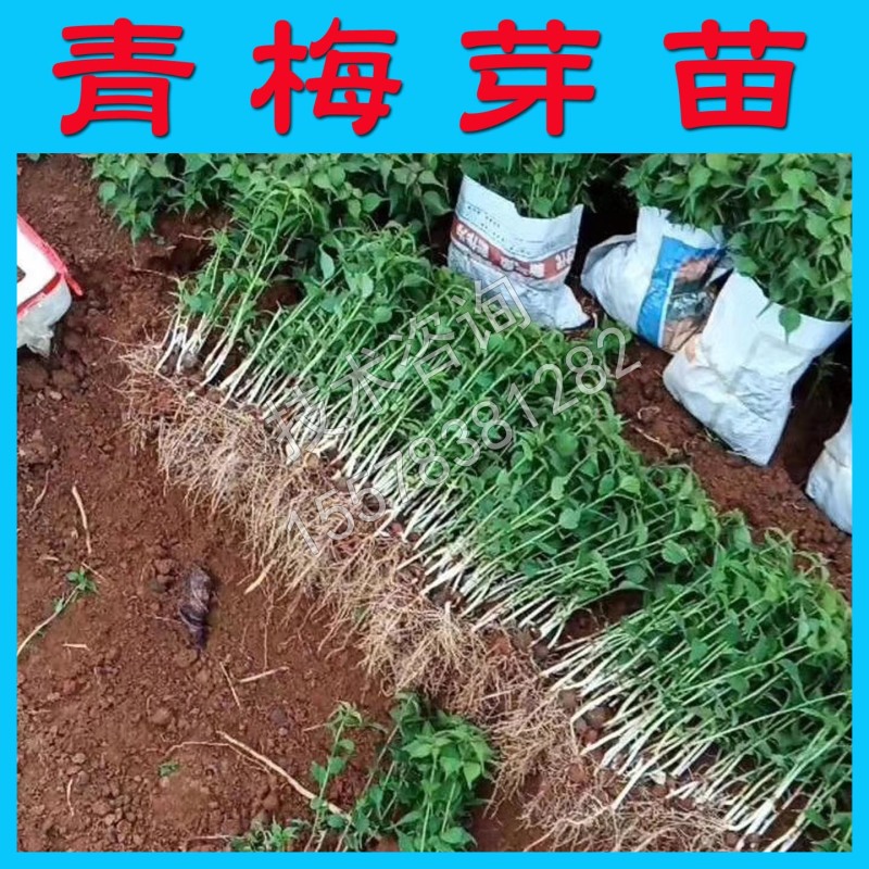 青梅果树嫁接砧木苗青梅苗直生树苗酸梅苗砧木树苗实生树苗砧