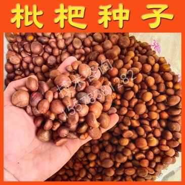 枇杷种子毛桃树种子杨梅种子青梅种子油茶树种子枇杷砧木种子