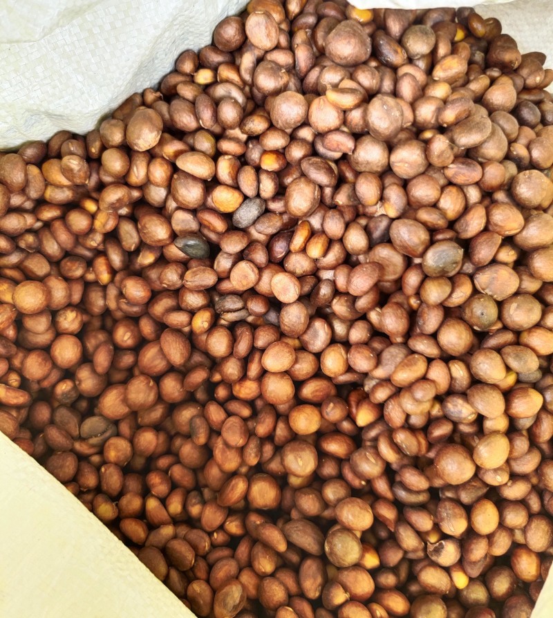 枇杷种子毛桃树种子杨梅种子青梅种子油茶树种子枇杷砧木种子