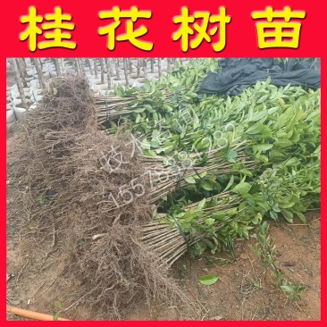 桂花树苗桂花小苗桂花树小苗绿化苗