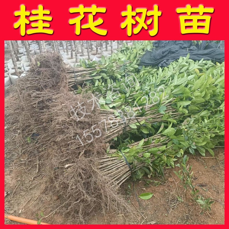 桂花树苗桂花小苗桂花树小苗绿化苗
