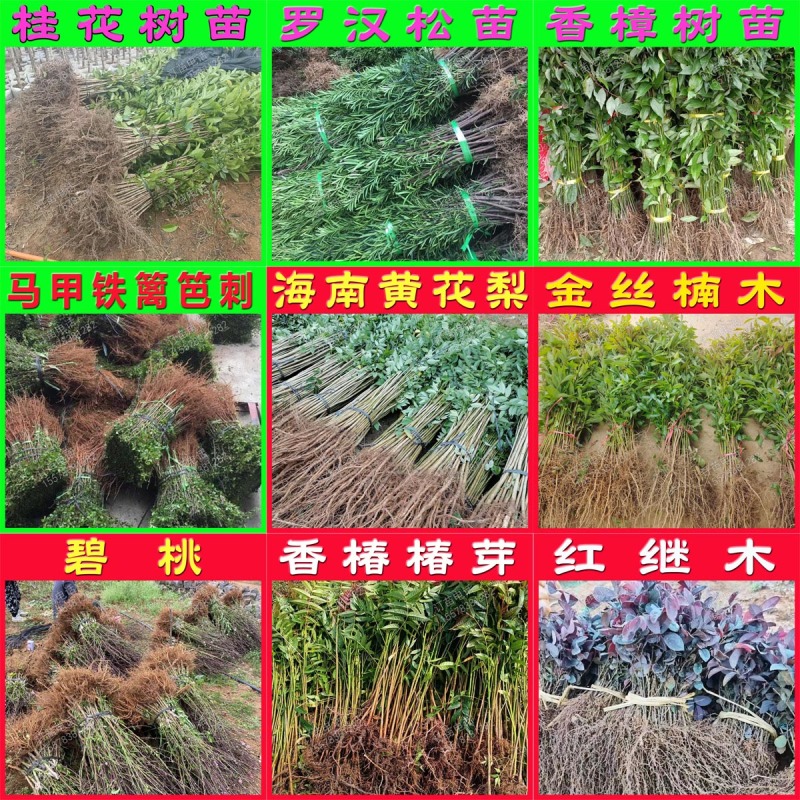 桂花树苗桂花小苗桂花树小苗绿化苗