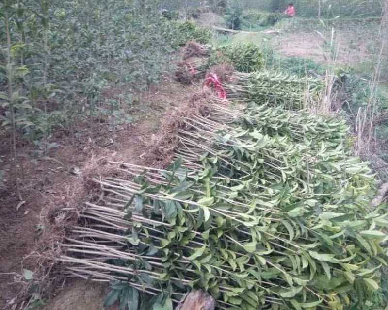 桂花树苗桂花小苗桂花树小苗绿化苗