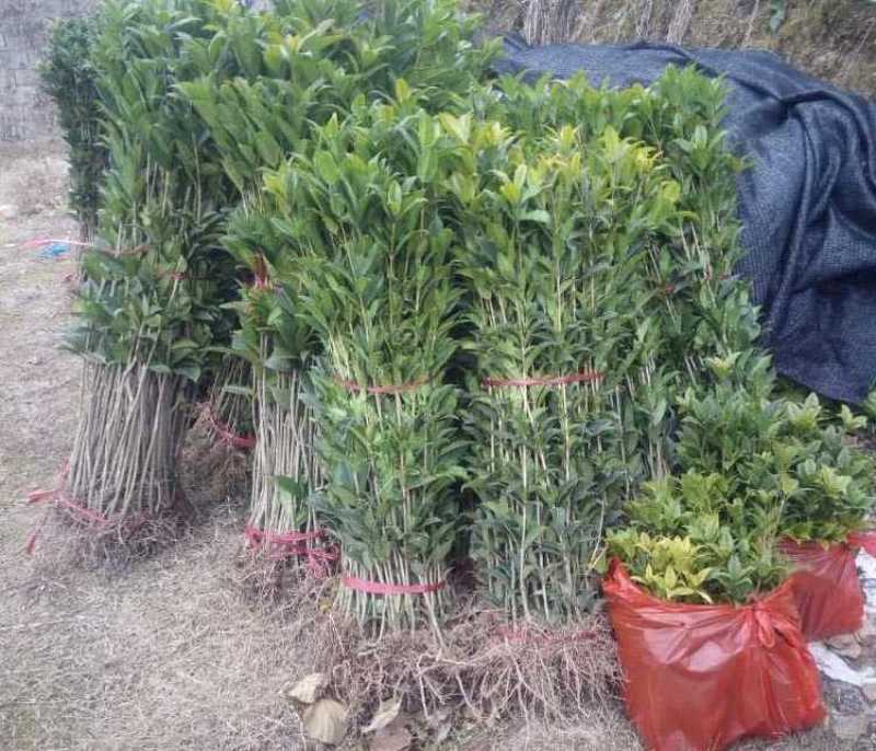 桂花树苗桂花小苗桂花树小苗绿化苗