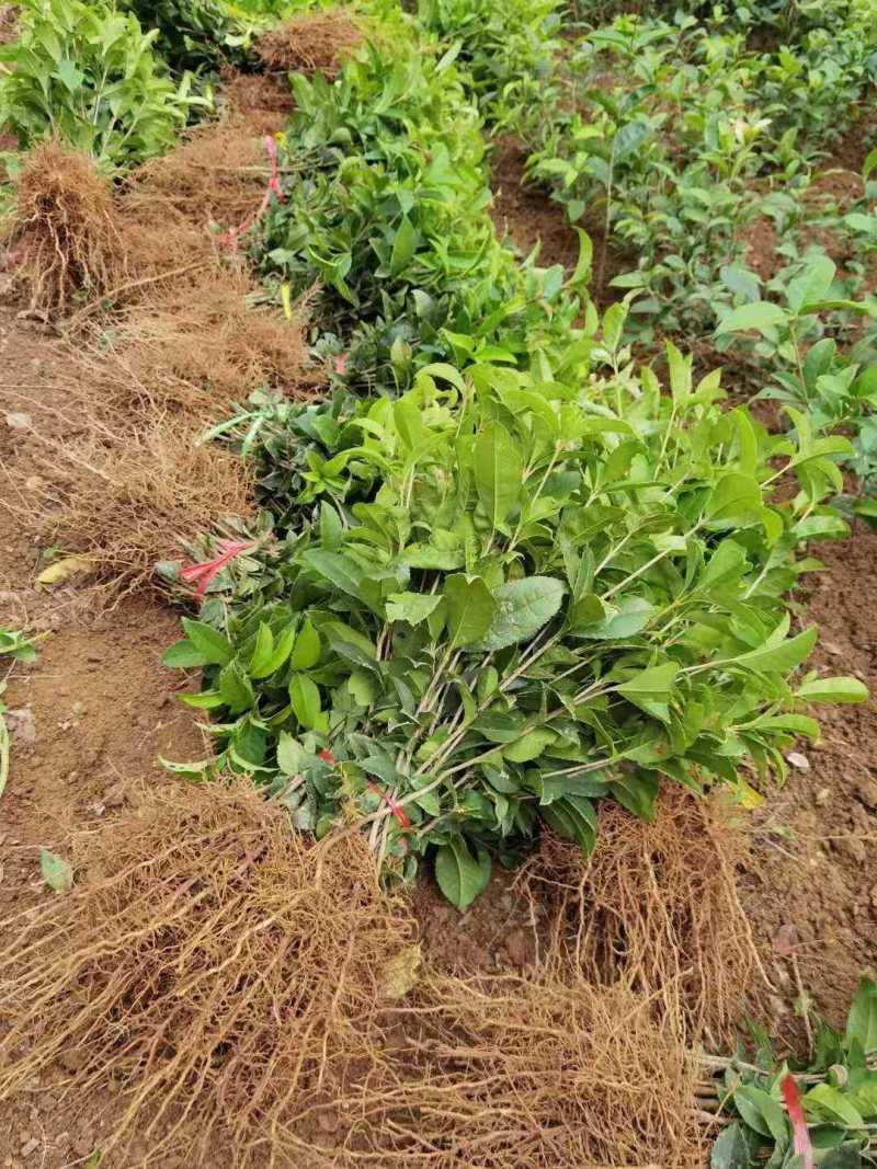 桂花树苗桂花小苗桂花树小苗绿化苗