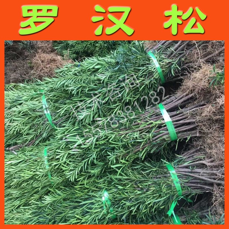 罗汉松苗罗汉松小苗小叶罗汉松树苗绿化苗木基地