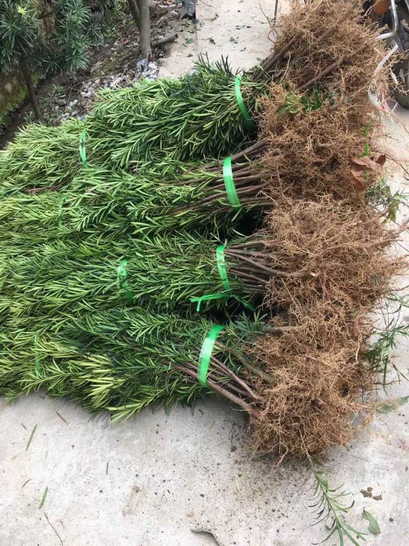罗汉松苗罗汉松小苗小叶罗汉松树苗绿化苗木基地