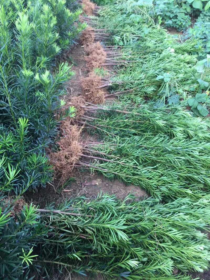 罗汉松苗罗汉松小苗小叶罗汉松树苗绿化苗木基地