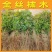 金丝楠木苗楠木树苗绿化树苗