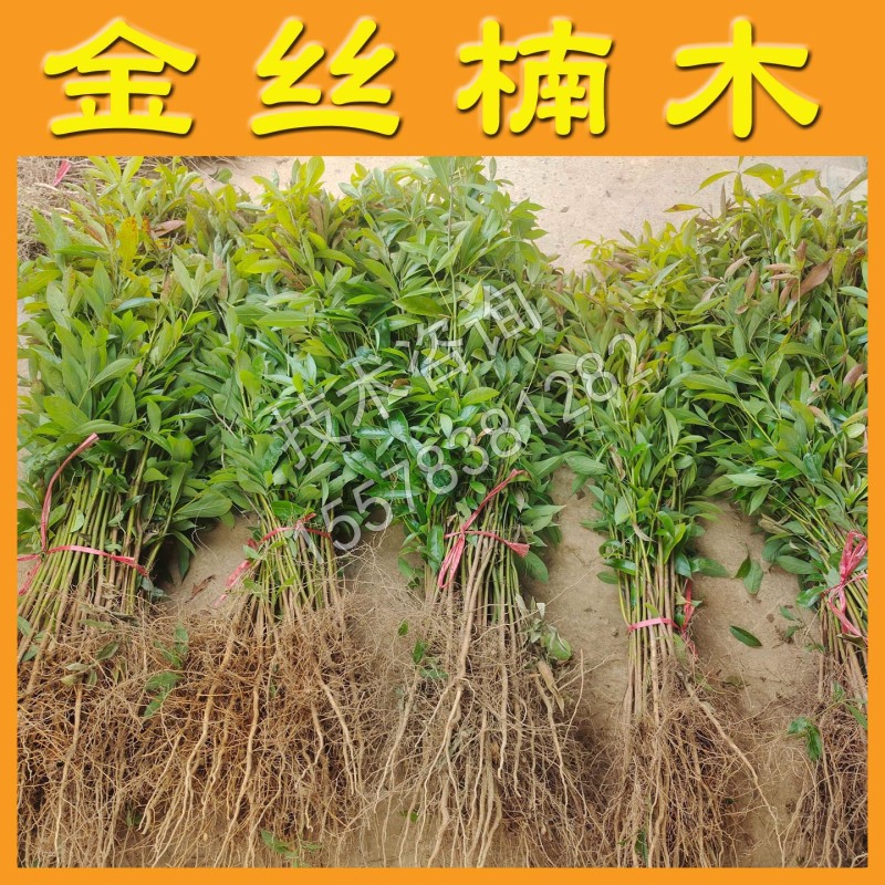 金丝楠木苗楠木树苗绿化树苗