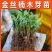 金丝楠木苗楠木树苗绿化树苗